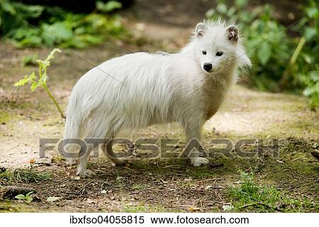 "Raccoon Dog or Mangut (Nyctereutes procyonoides), white colour form, captive, Lower Saxony, Germany, Europe" View Large Photo Image Stock Photography - "Raccoon Dog or Mangut (Nyctereutes procyonoides), white colour form, captive, Lower Saxony, Germany, Europe". Fotosearch