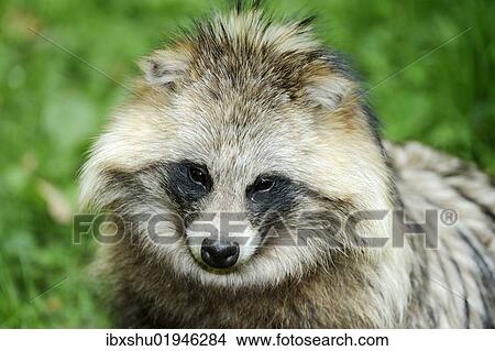 Picture - "Raccoon dog, Tanuki or Magnut (Nyctereutes procyonoides), portrait". Fotosearch