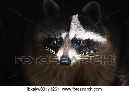 "Raccoon (Procyon lotor), captive, Bavaria, Germany, Europe" View Large Photo Image Stock Photo - "Raccoon (Procyon lotor), captive, Bavaria, Germany, Europe". Fotosearch