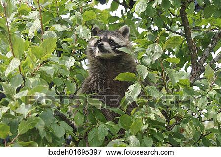 "Raccoon (Procyon lotor) in a plum tree, Mecklenburg-Western Pomerania, Germany, Europe" View Large Photo Image Stock Photo - "Raccoon (Procyon lotor) in a plum tree, Mecklenburg-Western Pomerania, Germany, Europe". Fotosearch