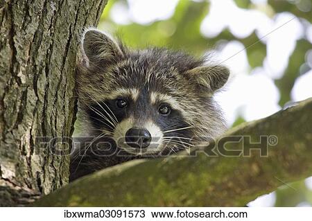"Raccoon (Procyon lotor), North Hesse, Hesse, Germany, Europe" View Large Photo Image Stock Image - "Raccoon (Procyon lotor), North Hesse, Hesse, Germany, Europe". Fotosearch