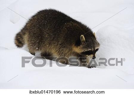 Raccoon (Procyon lotor) running through snow View Large Photo Image Stock Photograph - Raccoon (Procyon lotor) running through snow. Fotosearch