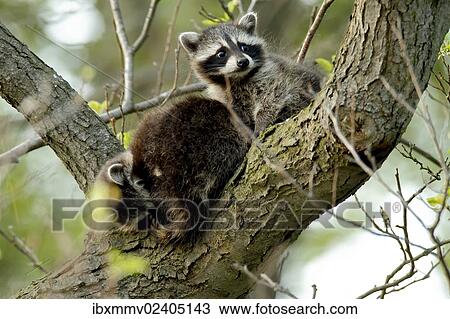 "Raccoons (Procyon lotor), juveniles in a tree, Drosedower Bek, Mecklenburg-Strelitz district, Mecklenburg-Western Pomerania, Germany, Europe" View Large Photo Image Stock Image - "Raccoons (Procyon lotor), juveniles in a tree, Drosedower Bek, Mecklenburg-Strelitz district, Mecklenburg-Western Pomerania, Germany, Europe". Fotosearch