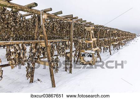 "Racks with dried cod near Hafnarfjordur, Reykjanes, Iceland, Europe" View Large Photo Image Stock Image - "Racks with dried cod near Hafnarfjordur, Reykjanes, Iceland, Europe". Fotosearch