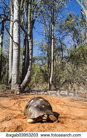 "Radiated Tortoise (Astrochelys radiata), Toliara Province, Madagascar, Africa" View Large Photo Image Stock Image - "Radiated Tortoise (Astrochelys radiata), Toliara Province, Madagascar, Africa". Fotosearch