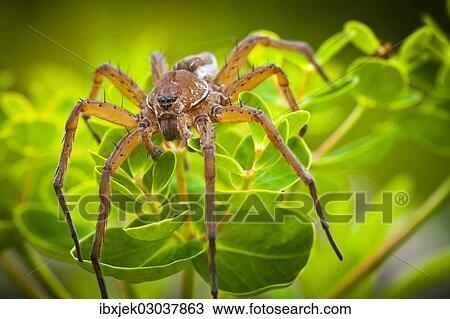 Stock Image - "Raft Spider (Dolomedes fimbriatus) on Marsh Spurge (Euphorbia palustris), Strobitzer Badesee, Cottbus, Brandenburg, Germany, Europe". Fotosearch