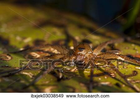 "Raft Spider (Dolomedes fimbriatus), Strobitzer Badesee, Cottbus, Brandenburg, Germany, Europe" View Large Photo Image Stock Photo - "Raft Spider (Dolomedes fimbriatus), Strobitzer Badesee, Cottbus, Brandenburg, Germany, Europe". Fotosearch