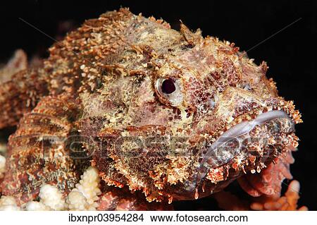 "Raggy scorpionfish (Scorpaenopsis venosa), Makadi Bay, Red Sea, Hurghada, Egypt, Africa" View Large Photo Image Picture - "Raggy scorpionfish (Scorpaenopsis venosa), Makadi Bay, Red Sea, Hurghada, Egypt, Africa". Fotosearch