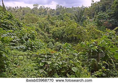 Stock Image - "Rain forest in Ubud Monkey Forest, Ubud, Bali, Indonesia, Asia". Fotosearch