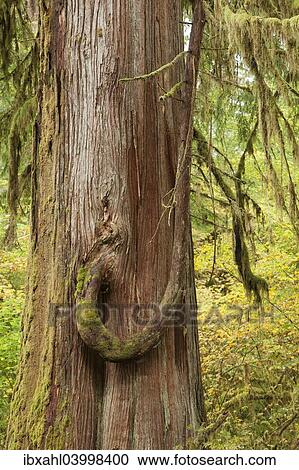 "Rain forest on the Olympic Peninsula, Aberdeen, Washington, United States, North America" View Large Photo Image Stock Image - "Rain forest on the Olympic Peninsula, Aberdeen, Washington, United States, North America". Fotosearch