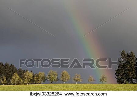 "Rainbow behind a row of trees, Sankt Margen, Baden-Wurttemberg, Germany, Europe" View Large Photo Image Picture - "Rainbow behind a row of trees, Sankt Margen, Baden-Wurttemberg, Germany, Europe". Fotosearch