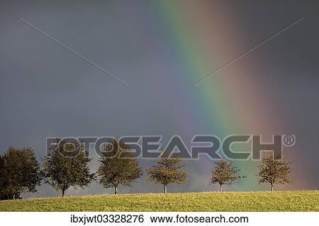 Stock Photograph - "Rainbow behind a row of trees, Sankt Margen, Baden-Wurttemberg, Germany, Europe". Fotosearch