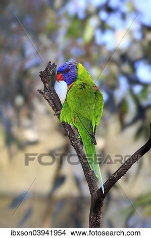 "Rainbow Lorikeet (Trichoglossus haematodus), adult bird perched on a tree, South Australia, Australia, Oceania" View Large Photo Image Picture - "Rainbow Lorikeet (Trichoglossus haematodus), adult bird perched on a tree, South Australia, Australia, Oceania". Fotosearch
