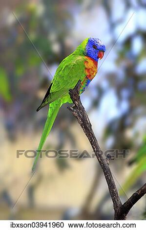 "Rainbow Lorikeet (Trichoglossus haematodus), adult bird perched on a tree, South Australia, Australia, Oceania" View Large Photo Image Stock Image - "Rainbow Lorikeet (Trichoglossus haematodus), adult bird perched on a tree, South Australia, Australia, Oceania". Fotosearch