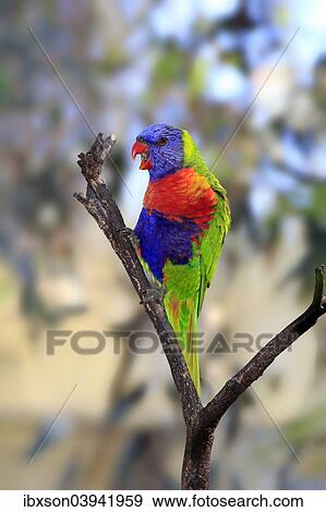 "Rainbow Lorikeet (Trichoglossus haematodus), adult bird perched on a tree, calling, South Australia, Australia, Oceania" View Large Photo Image Stock Photo - "Rainbow Lorikeet (Trichoglossus haematodus), adult bird perched on a tree, calling, South Australia, Australia, Oceania". Fotosearch