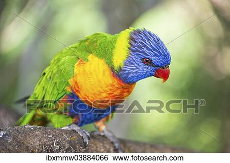 Stock Photograph - "Rainbow Lorikeet (Trichoglossus haematodus), captive". Fotosearch