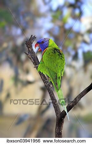 "Rainbow Lorikeet (Trichoglossus haematodus), adult bird perched on a tree, South Australia, Australia, Oceania" View Large Photo Image Stock Photograph - "Rainbow Lorikeet (Trichoglossus haematodus), adult bird perched on a tree, South Australia, Australia, Oceania". Fotosearch