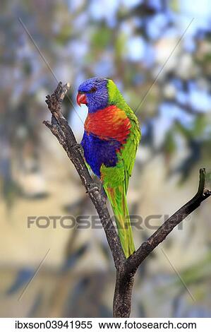 "Rainbow Lorikeet (Trichoglossus haematodus), adult bird perched on a tree, South Australia, Australia, Oceania" View Large Photo Image Stock Photography - "Rainbow Lorikeet (Trichoglossus haematodus), adult bird perched on a tree, South Australia, Australia, Oceania". Fotosearch