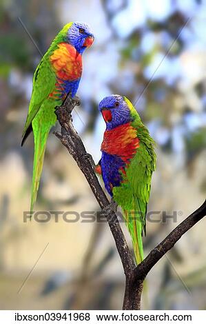 "Rainbow Lorikeets (Trichoglossus haematodus), pair perched on a tree, South Australia, Australia, Oceania" View Large Photo Image Stock Photo - "Rainbow Lorikeets (Trichoglossus haematodus), pair perched on a tree, South Australia, Australia, Oceania". Fotosearch