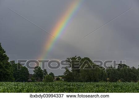 "Rainbow over a cornfield, North Rhine-Westphalia, Germany, Europe" View Large Photo Image Stock Photo - "Rainbow over a cornfield, North Rhine-Westphalia, Germany, Europe". Fotosearch