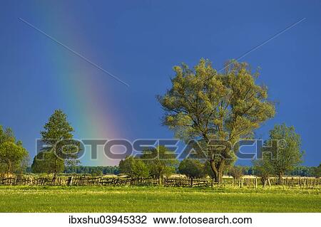 "Rainbow over a Willow (Salix), Biebrza National Park, Poland, Europe" View Large Photo Image Stock Image - "Rainbow over a Willow (Salix), Biebrza National Park, Poland, Europe". Fotosearch