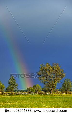 Stock Image - "Rainbow over a Willow (Salix), Biebrza National Park, Poland, Europe". Fotosearch