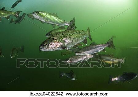 "Rainbow trout (Oncorhynchus mykiss), Lake Grublsee, Styria, Austria, Europe" View Large Photo Image Stock Image - "Rainbow trout (Oncorhynchus mykiss), Lake Grublsee, Styria, Austria, Europe". Fotosearch