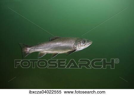 Stock Photography - "Rainbow trout (Oncorhynchus mykiss), Lake Grublsee, Styria, Austria, Europe". Fotosearch