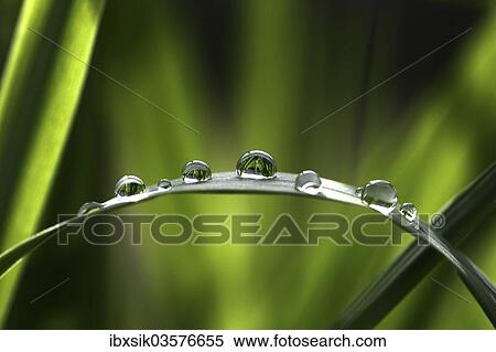 "Raindrops on a bulrush, Biberach an der Riss, Upper Swabia, Baden-Wurttemberg, Germany, Europe" View Large Photo Image Stock Photography - "Raindrops on a bulrush, Biberach an der Riss, Upper Swabia, Baden-Wurttemberg, Germany, Europe". Fotosearch