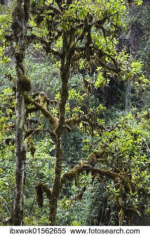 "Rainforest at Cerro de la muerte, Costa Rica, Central America, North America" View Large Photo Image Stock Photography - "Rainforest at Cerro de la muerte, Costa Rica, Central America, North America". Fotosearch