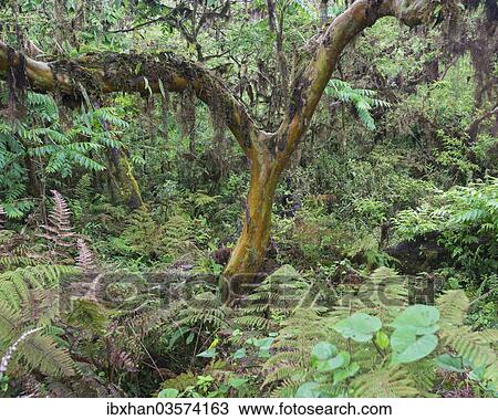 "Rainforest, Isabela Island, Galapagos Islands, Ecuador, South America" View Large Photo Image Stock Image - "Rainforest, Isabela Island, Galapagos Islands, Ecuador, South America". Fotosearch