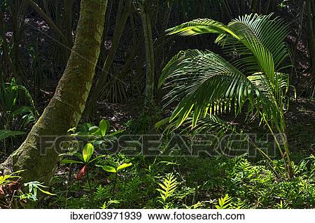 "Rainforest, Kauai, Hawaii, United States, North America" View Large Photo Image Stock Photo - "Rainforest, Kauai, Hawaii, United States, North America". Fotosearch