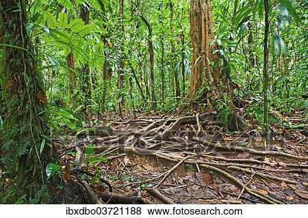 "Rainforest, Saint-Claude, Arrondissement of Basse-Terre, Guadeloupe, France, North America" View Large Photo Image Stock Photo - "Rainforest, Saint-Claude, Arrondissement of Basse-Terre, Guadeloupe, France, North America". Fotosearch