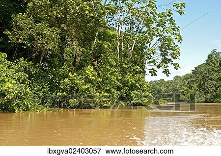 Stock Photo - "Rainforest, vegetation along the Tiputini river, Yasuni National Park, Ecuador, South America". Fotosearch