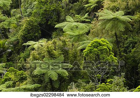 Picture - "Rainforest vegetation, tree ferns, New Zealand, Oceania". Fotosearch