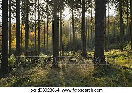 Picture - Raised hide in the spruce forest. Fotosearch