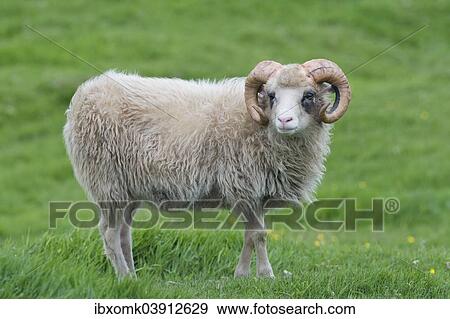 "Ram, Faroe Islands, Denmark, Europe" View Large Photo Image Stock Photo - "Ram, Faroe Islands, Denmark, Europe". Fotosearch