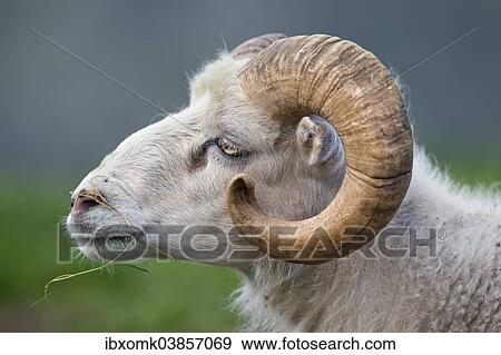 "Ram, Mykines, Faroe Islands, Denmark, Europe" View Large Photo Image Stock Photo - "Ram, Mykines, Faroe Islands, Denmark, Europe". Fotosearch