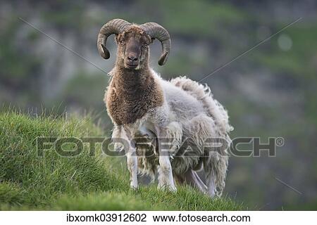 "Ram, Mykines, Utoyggjar, Outer Islands, Faroe Islands, Denmark, Europe" View Large Photo Image Stock Image - "Ram, Mykines, Utoyggjar, Outer Islands, Faroe Islands, Denmark, Europe". Fotosearch
