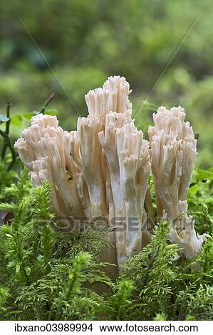 "Ramaria fungus species, (Ramaria mairei syn Ramaria pallida), Tyrol, Austria, Europe" View Large Photo Image Picture - "Ramaria fungus species, (Ramaria mairei syn Ramaria pallida), Tyrol, Austria, Europe". Fotosearch