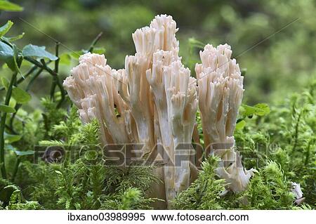 Stock Photography - "Ramaria fungus species, (Ramaria mairei syn Ramaria pallida), Tyrol, Austria, Europe". Fotosearch