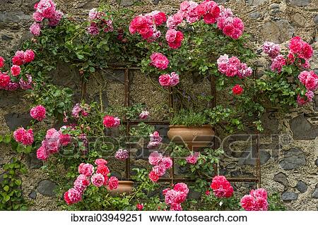 "Rambler roses and lavender, historic centre, Braunfels, Hesse, Germany, Europe" View Large Photo Image Stock Image - "Rambler roses and lavender, historic centre, Braunfels, Hesse, Germany, Europe". Fotosearch