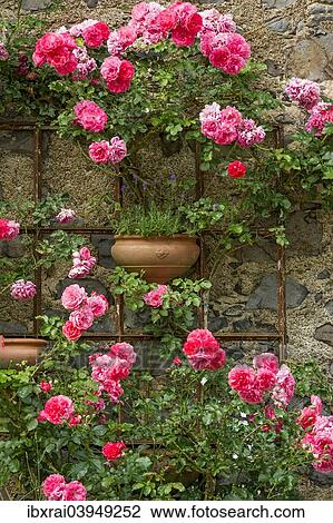 "Rambler roses and lavender, historic centre, Braunfels, Hesse, Germany, Europe" View Large Photo Image Stock Image - "Rambler roses and lavender, historic centre, Braunfels, Hesse, Germany, Europe". Fotosearch