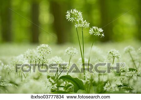 "Ramsons (Allium ursinum) flowering, Hainich National Park, Thuringia, Germany, Europe" View Large Photo Image Picture - "Ramsons (Allium ursinum) flowering, Hainich National Park, Thuringia, Germany, Europe". Fotosearch