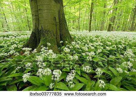 "Ramsons (Allium ursinum) flowering, Hainich National Park, Thuringia, Germany, Europe" View Large Photo Image Stock Photography - "Ramsons (Allium ursinum) flowering, Hainich National Park, Thuringia, Germany, Europe". Fotosearch