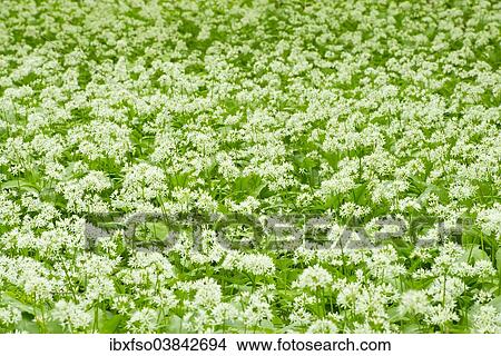 "Ramsons or Bear Garlic (Allium ursinum), flowering, Hainich National Park, Thuringia, Germany, Europe" View Large Photo Image Picture - "Ramsons or Bear Garlic (Allium ursinum), flowering, Hainich National Park, Thuringia, Germany, Europe". Fotosearch