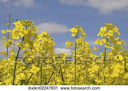 Stock Image - "Rape blossoms, field of rape, rapeseed (Brassica napus)". Fotosearch