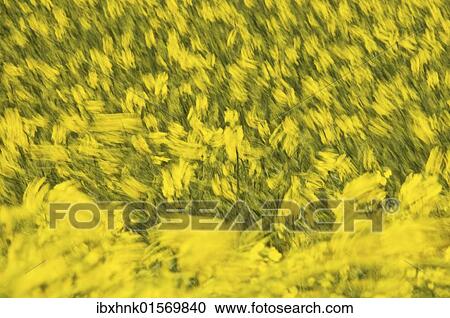 "Rape (Brassica napus), field in the wind" View Large Photo Image Stock Image - "Rape (Brassica napus), field in the wind". Fotosearch