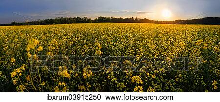 "Rape field at sunset, Adelschlag, Bavaria, Germany, Europe" View Large Photo Image Stock Image - "Rape field at sunset, Adelschlag, Bavaria, Germany, Europe". Fotosearch
