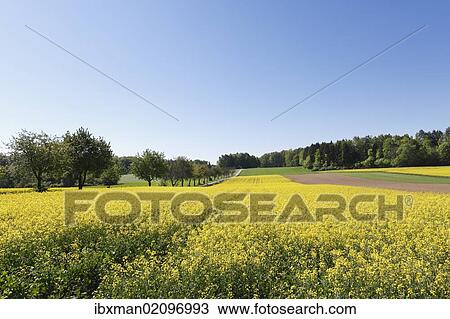 "Rape field, Heiligenstadt, Little Switzerland, Upper Franconia, Franconia, Bavaria, Germany, Europe" View Large Photo Image Stock Image - "Rape field, Heiligenstadt, Little Switzerland, Upper Franconia, Franconia, Bavaria, Germany, Europe". Fotosearch